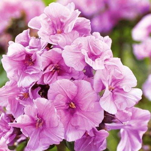 ���� ����� ����������� �������  