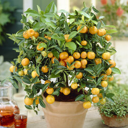 ���� ��������-���� (Microcarpa Calamondin)  