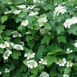    (Viburnum opulus)  