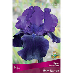 ���� ���� ��������� ���� ������ (Iris germanica Black Dragon)  