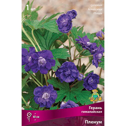���� ������ ����������� ������  