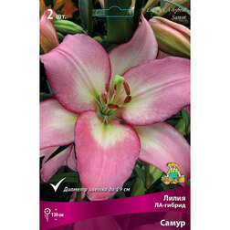 ���� ����� ��-������ ����� (2 ��.)  