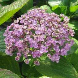      (Hydrangea macrophylla)   -     , -  