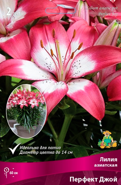 ���� ���������� �������� ����� ��������� ����� ��������� ��������� ������� ����, 2 ��.  