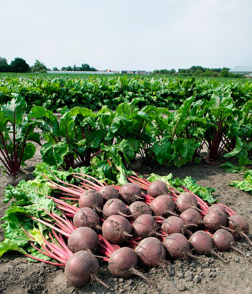 ���� ������ SEEDSPOST ������ ���� F1, 50 ��. ������� ���� Bejo Zaden  