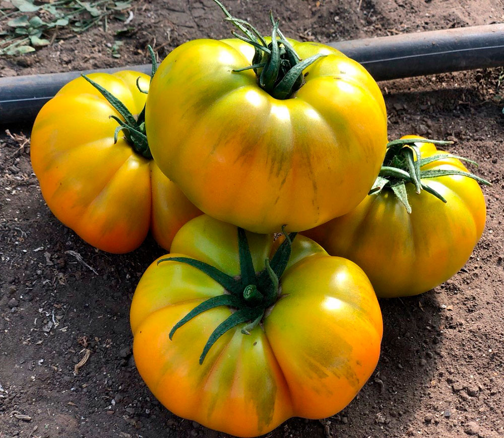 ���� ������ SEEDSPOST ����� ����� ��� F1, 3 ��. Yuksel ������� ������  