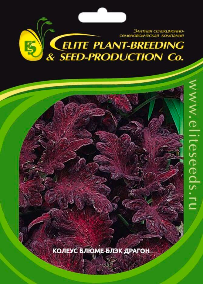    Elite Seeds      , 70 .     -     , -,   