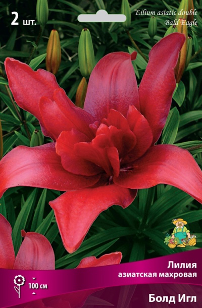 ���� ���������� �������� ����� ��������� ����� ��������� �������� ���� ���, 2 ��.  