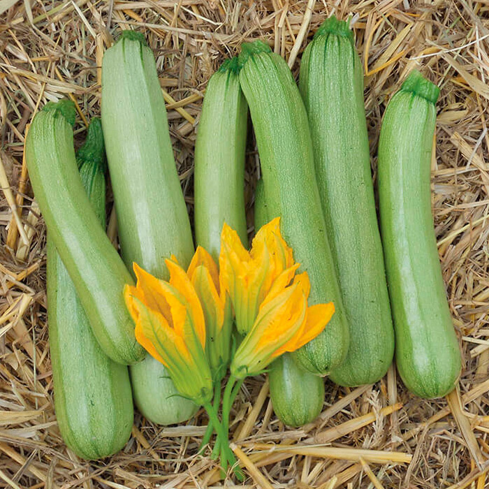 ���� ������ SEEDSPOST ������� ������ F1, 5 ��. ������� ���� Nunhems  