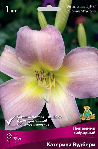 ���� ���������� �������� ����� ��������� �������� ��������� �������� �������, 1 ��. NEW  