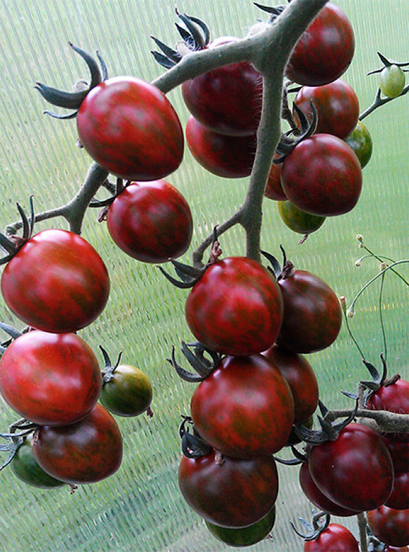 ���� ������ ����� ������ ����� ���� ����� F1, 5 ��.  