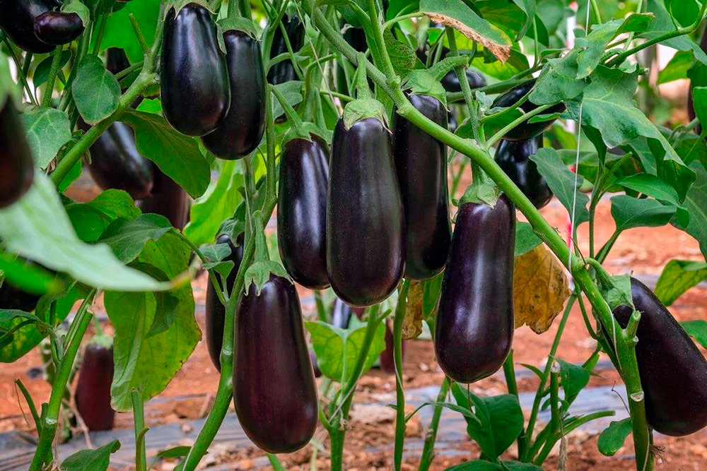 ���� ������ SEEDSPOST �������� ���� F1, 5 ��. ������� ���� Sakata  