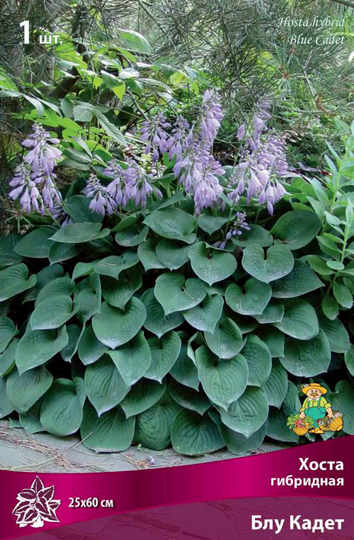 ���� ���������� �������� ����� ��������� ����� ��������� ��� �����, 1 ��.  