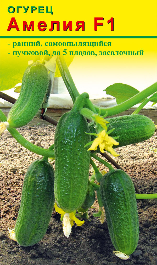 ���� ������ ����� ������ ������ ������ F1, 10 ��.  