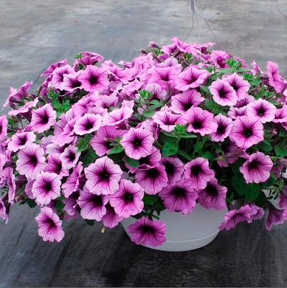 ���� ������ SEEDSPOST ������� ��������� ��� ���� (Easy Wave) ���� ���� F1, 5 ��. PanAmerican ������� ������  