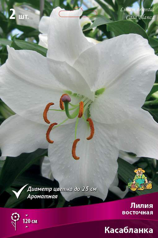 ���� ���������� �������� ����� ��������� ����� ��������� ����������, 2 ��.  