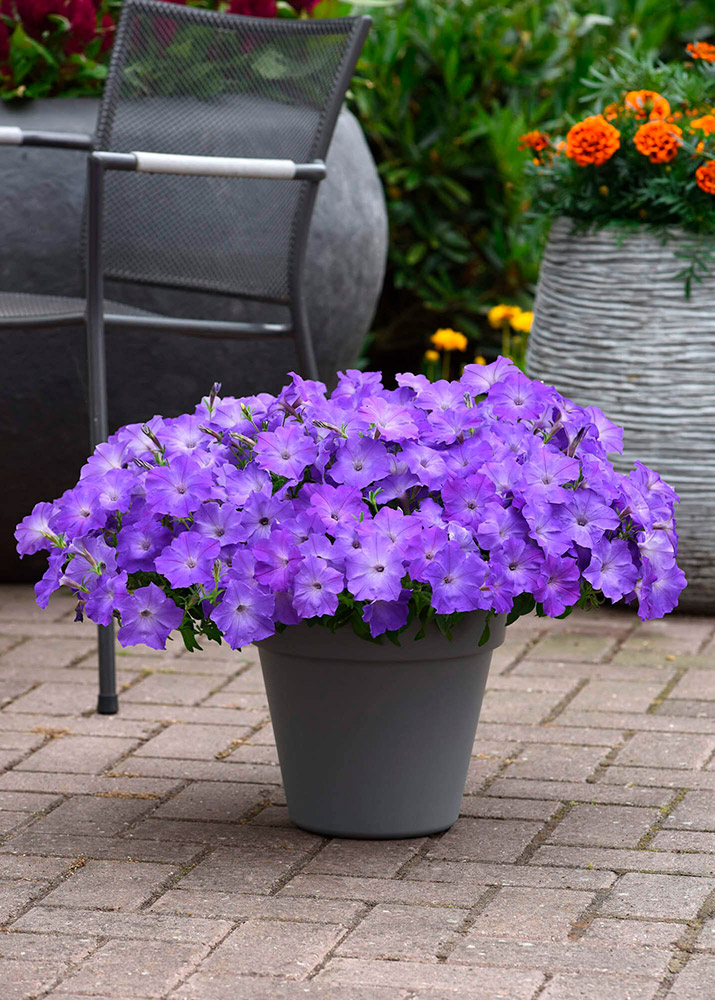 ���� ������ SEEDSPOST ������� ��������� ��� ���� (Easy Wave) ������� ���� ��� F1, 5 ��. PanAmerican ������� ������  