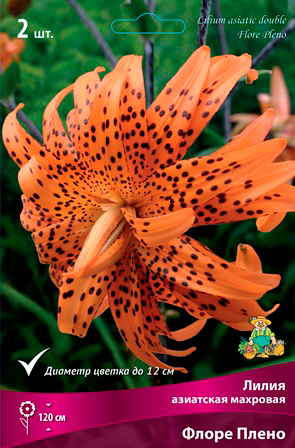 ���� ���������� �������� ����� ��������� ����� ��������� �������� ����� �����, 2 ��.  