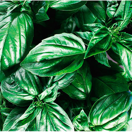 ���� ������ ����� ������ ������� ������� �����, 1 �  