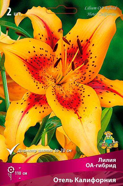 ���� ���������� �������� ����� ��������� ����� ��-������ ����� ����������, 2 ��.  