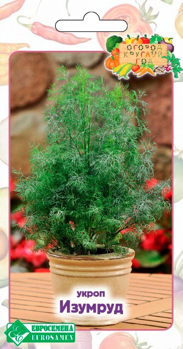 ���� ������ ���������� ����� �������, 1 � ������ ������� ���  