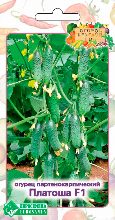 ���� ������ ���������� ������ ������� F1, 5 ��. ������ ������� ���  