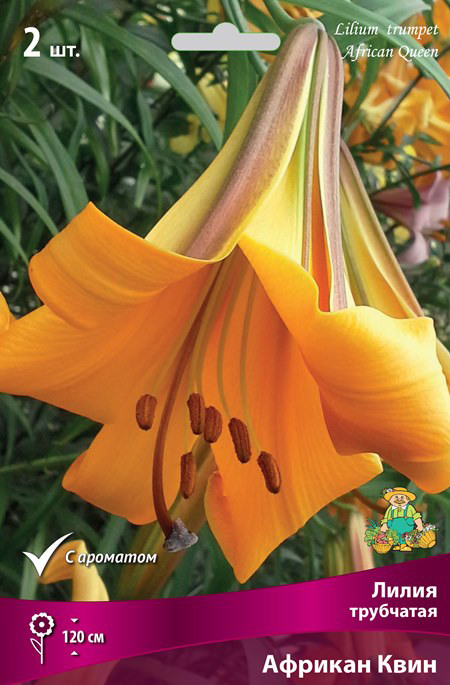 ���� ���������� �������� ����� ��������� ����� ��������� ������� ����, 2 ��.  