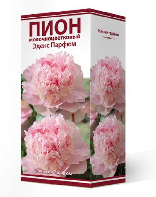 ���� ���������� �������� ����� ��������� ���� ���������������� ����� ������, 1 ��.  