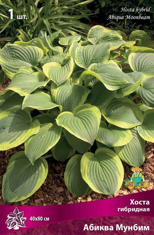 ���� ���������� �������� ����� ��������� ����� ��������� ������ ������, 1 ��.  