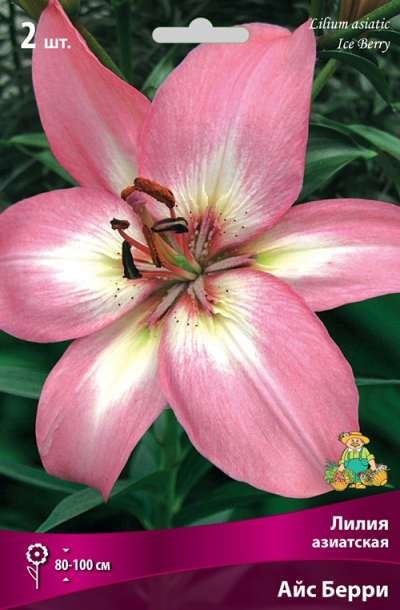 ���� ���������� �������� ����� ��������� ����� ��������� ��� �����, 2 ��.  