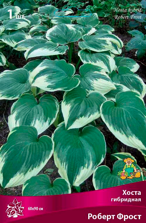 ���� ���������� �������� ����� ��������� ����� ��������� ������ �����, 1 ��.  