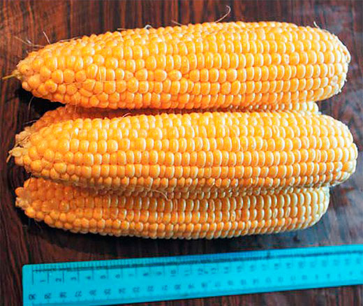 ���� ������ ����� ������ �������� �������� ��� F1, 15 ��.  