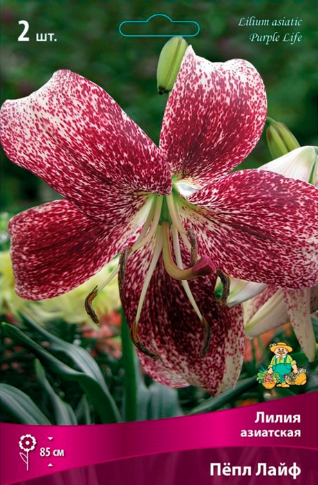 ���� ���������� �������� ����� ��������� ����� ��������� Ϩ�� ����, 2 ��.  