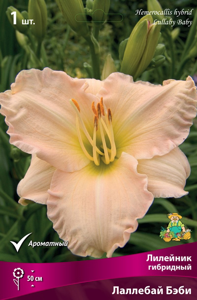 ���� ���������� �������� ����� ��������� �������� ��������� �������� ����, 1 ��. NEW  