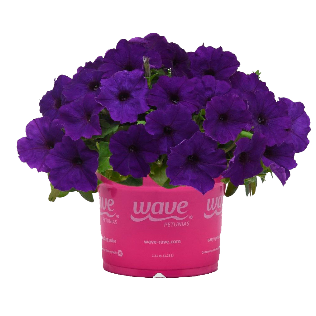 ���� ������ SEEDSPOST ������� ��������� �3 ��� ���� (E3 Easy Wave) ��� F1, 5 ����� PanAmerican ������� ������  