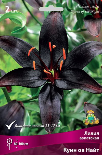 ���� ���������� �������� ����� ��������� ����� ��������� ���� �� ����, 2 ��.  