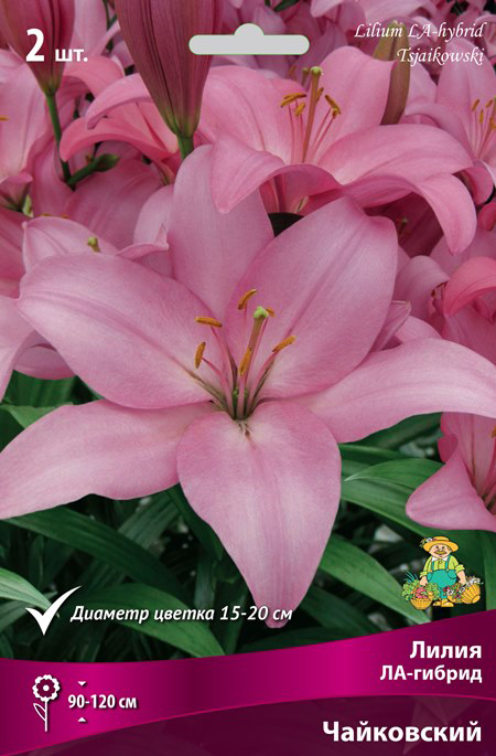 ���� ���������� �������� ����� ��������� ����� ��-������ ����������, 2 ��.  