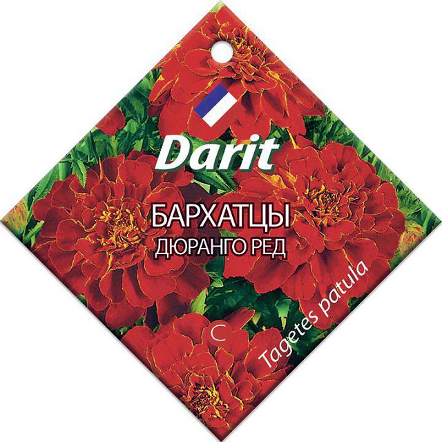 ���� ������ �������� ������� ��� DARIT 10��  