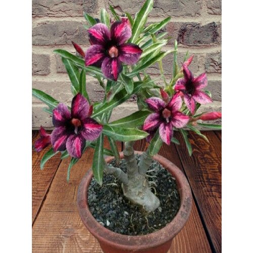���� ������� Dark jade, ������ ������, ������