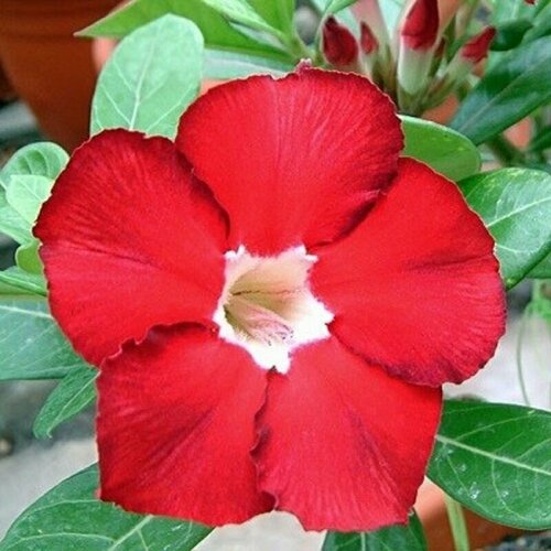  , Adenium Obesum Desert Rose ROYAL RUBY, , 