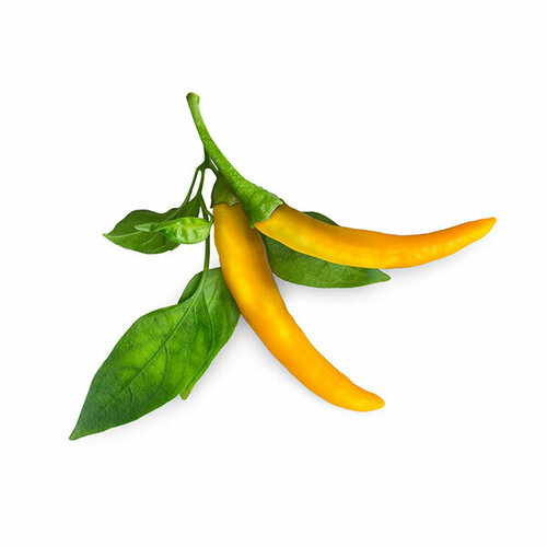  Click And Grow   Click And Grow Yellow Chili Pepper 3 .    Click And Grow   