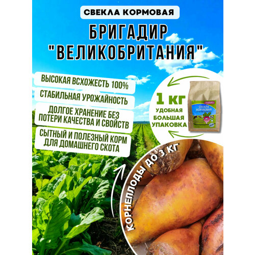 ���� ������ �������� ������ ��������, 1��