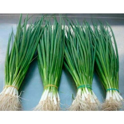 ���� ������������� ������ ���� �� ������ ������� ����