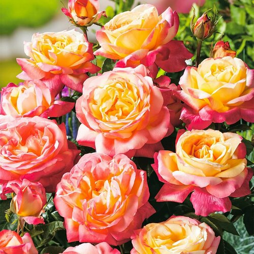 ���� ���� ���������� �������� 2 ��