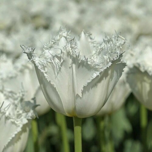 ���� �������� ����������� , �������� ���� NORTHPOLE ( 5 ����)