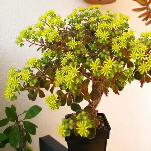 ���� ��������, ������ �����, ������