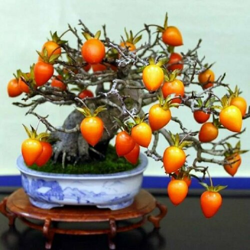 ���� ����� ���������, ������