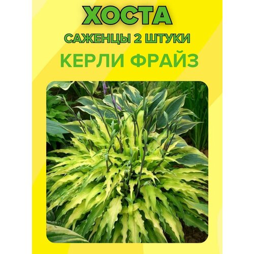 ���� �����, ������� 2 �����