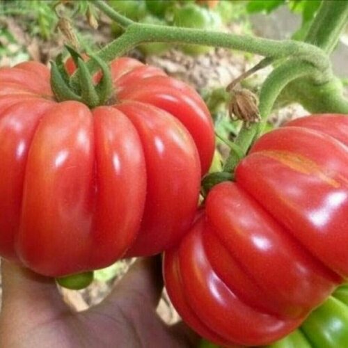 ���� ������������� ������ ������ ������