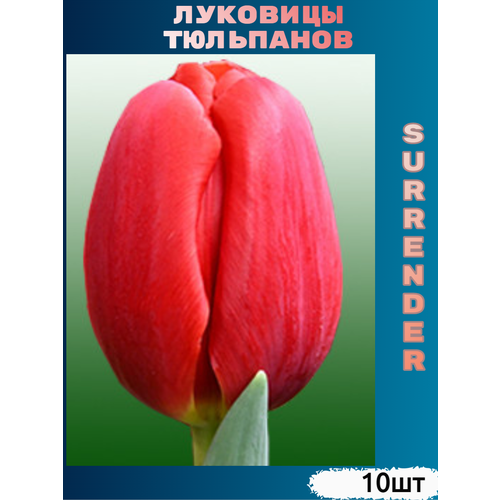     Surrender ( 10 )  -     , -  